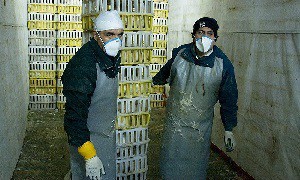 3 تا 4 میلیون مرغ تخم‌گذار آلوده به آنفلوآنزای مرغی معدوم شد 