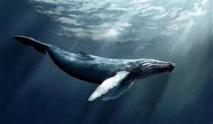  نهنگ آبی به ایران نمی‌رسد؟! 50 روز تا خودکشی!!!