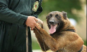 رئیس پلیس مبارزه با موادمخدر: بعد از برجام فعلا غیر از «سگ» چیزی به دستمان نرسید 