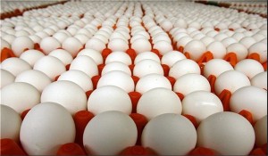 مرغ کیلویی ۷۷۰۰ تومان شد/ هر شانه تخم‌مرغ ۱۲ هزار تومان 