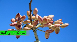 مجتمع تجارت جهانی پسته در دامغان راه‌اندازی می‌شود