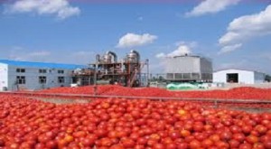 تولید رب ۲۲ هزار تومانی با گوجه هزاری!