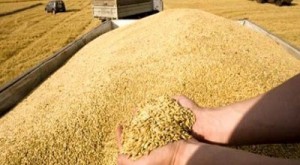 خرید تضمینی ۲۷۶ هزار و ۶۱۱ تن گندم از کشاورزان لرستان